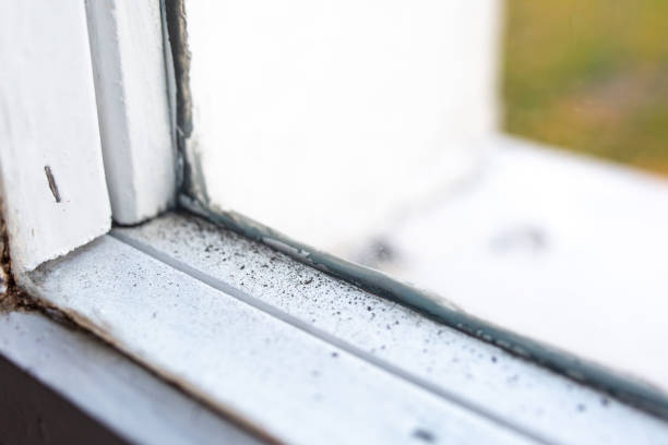 Best Industrial Mold Remediation  in Havelock, NC