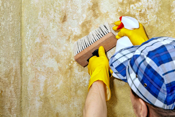 Best Environmental Consulting for Mold Prevention  in Havelock, NC