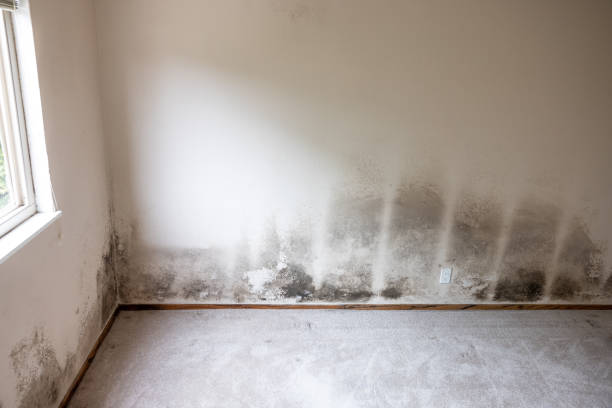 Best Basement Mold Removal  in Havelock, NC