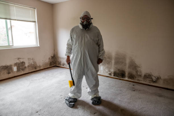 Best Mold Damage Restoration  in Havelock, NC