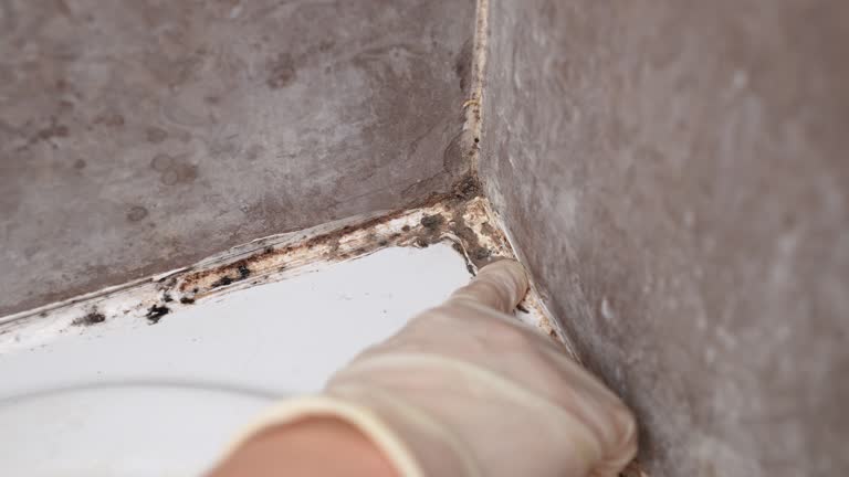 Best Air Quality Testing for Mold Spores  in Havelock, NC