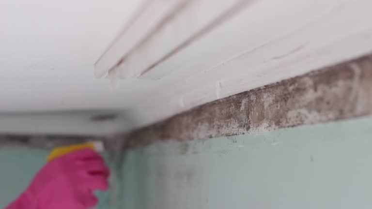 Best Mold Odor Removal Services  in Havelock, NC